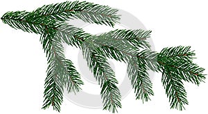 Large Fir Tree branch Christmas Tree is isolated on a white and transparent background add PNG file. photo